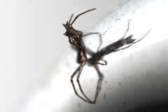 Micrathena nigrichelis