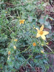 Bidens triplinervia