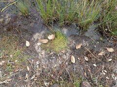 Micranthemum glomeratum