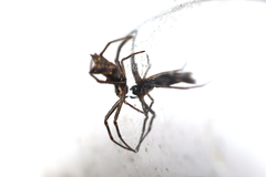 Micrathena nigrichelis