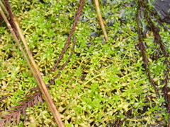 Micranthemum glomeratum