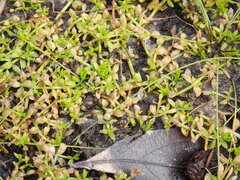 Micranthemum glomeratum