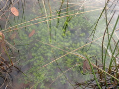 Micranthemum glomeratum