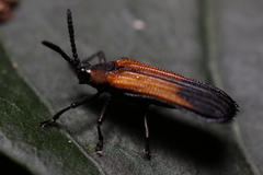 Sceloenopla