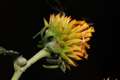 Tilesia baccata