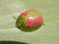 Paropsisterna fastidiosa