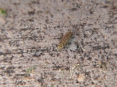 Isotomurus