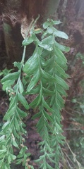 Tmesipteris obliqua