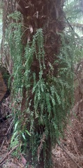 Tmesipteris obliqua