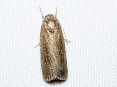 Athetis tenuis