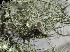 Usnea intermedia