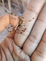 Nephilingis cruentata