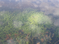 Micranthemum glomeratum