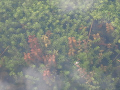 Micranthemum glomeratum