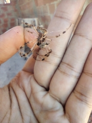 Nephilingis cruentata