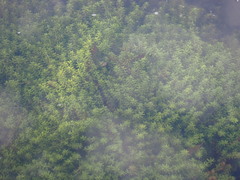 Micranthemum glomeratum