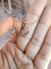 Nephilingis cruentata