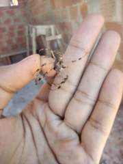 Nephilingis cruentata