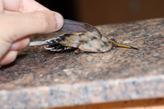 Phaethornis eurynome