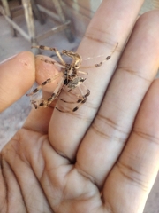 Nephilingis cruentata