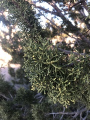 Juniperus californica