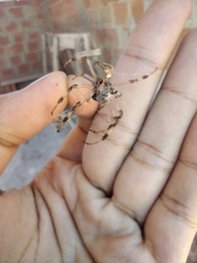 Nephilingis cruentata