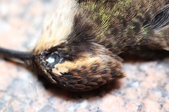 Phaethornis eurynome