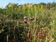 Verbena brasiliensis