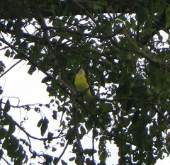 Pitangus sulphuratus