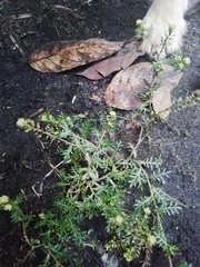 Lepidium bipinnatifidum