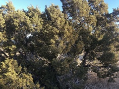 Juniperus californica