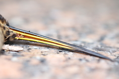 Phaethornis eurynome