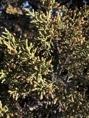 Juniperus californica