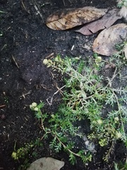 Lepidium bipinnatifidum