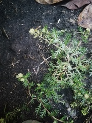 Lepidium bipinnatifidum