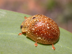 Paropsis variolosa