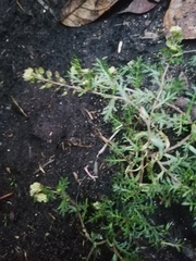 Lepidium bipinnatifidum