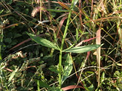 Verbena brasiliensis
