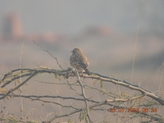 Mirafra erythroptera
