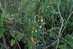 Blepharodon mucronatum