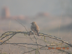 Mirafra erythroptera