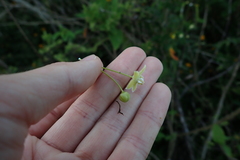 Blepharodon mucronatum