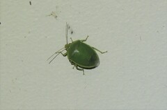 Glaucias