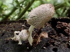 Coprinopsis cinerea