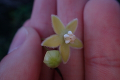 Blepharodon mucronatum