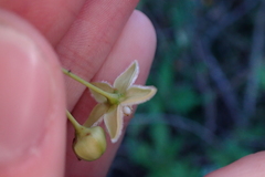 Blepharodon mucronatum