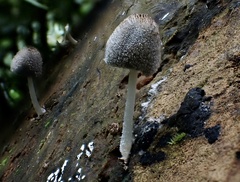 Coprinopsis cinerea