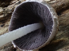 Coprinopsis cinerea