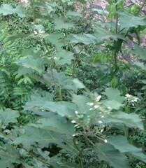 Leptostemonum