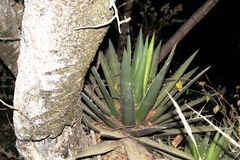 Agave convallis